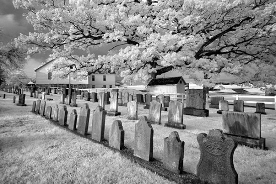 penryn-cemetery-trees3