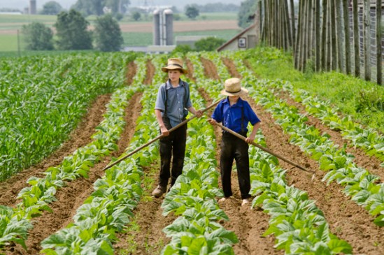 amish-youth-hoe