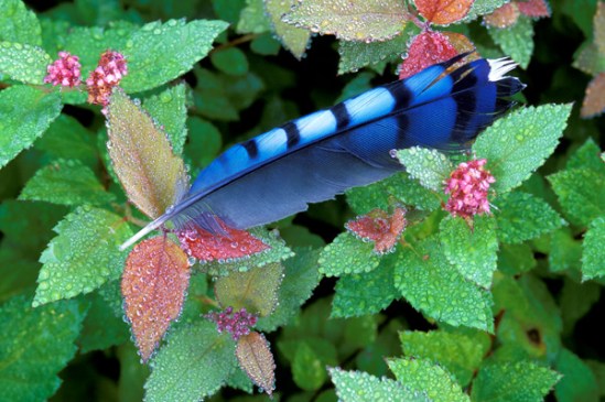 bluejay-feather