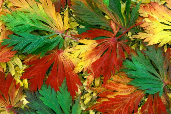 changing-fall-leaves