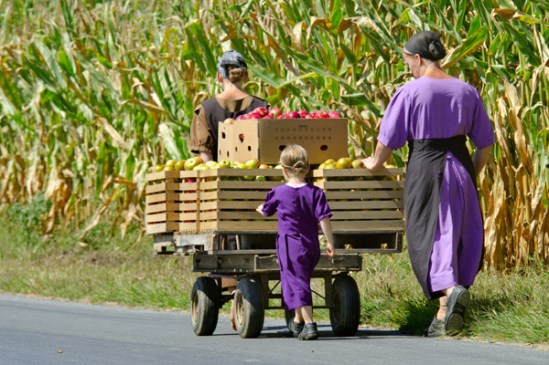 amish-apple-harvest3