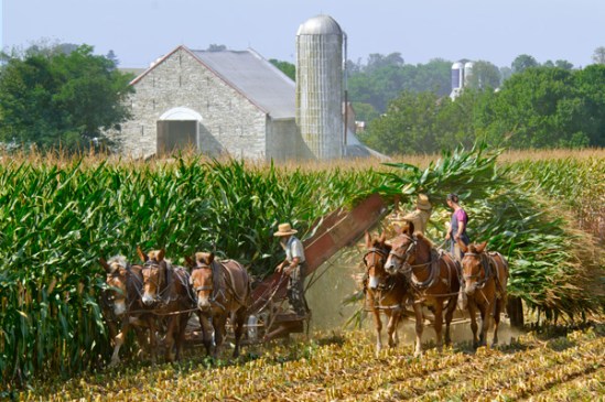 amish-at-harvest