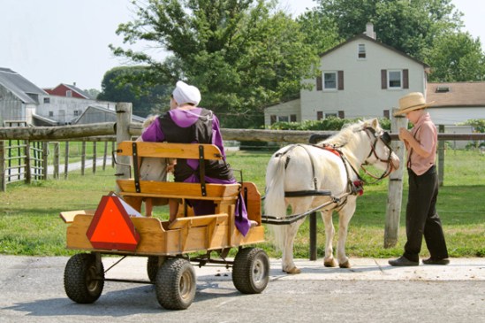 amish-pony-cart