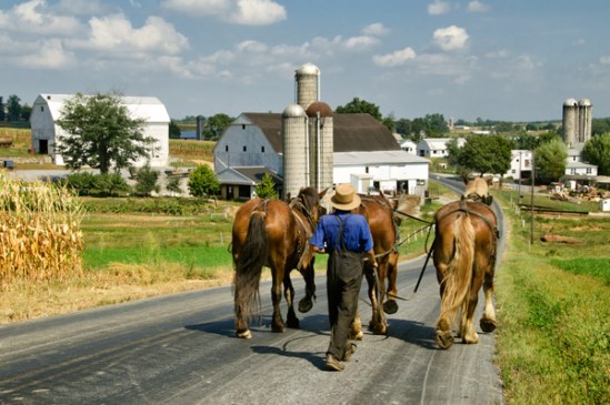amish-walking-horses