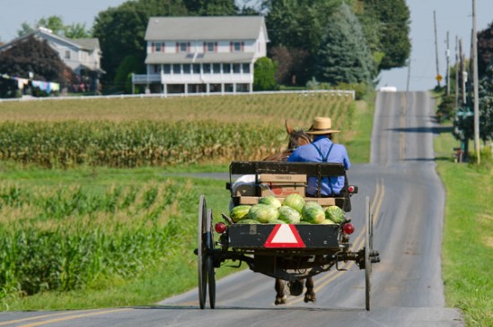 amish-watermelon-run