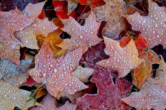 autumn-frosty-leaves