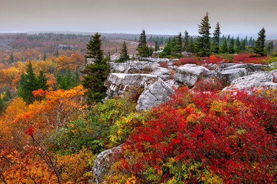 dolly-sods-autumn