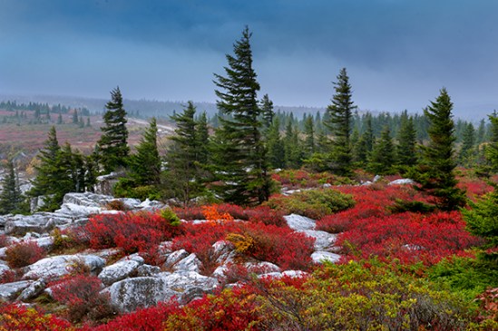 dolly-sods-autumn10