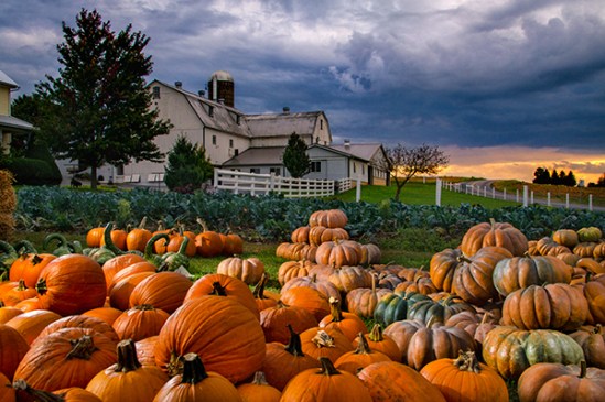 terre-hill-pumpkin-patch