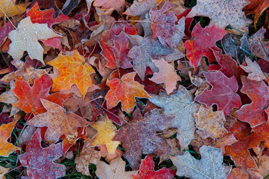 autumn-frosty-leaves2