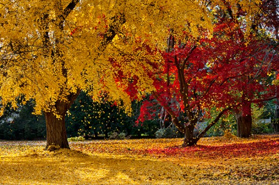ephrata-autumn-ginko