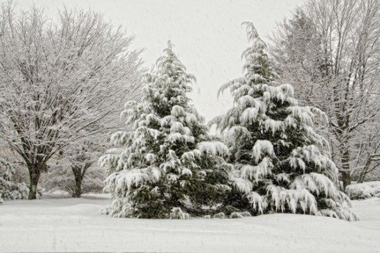 main-snow-trees