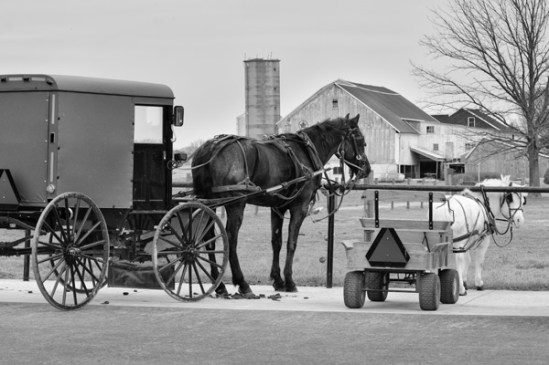 amish-horse-hitch