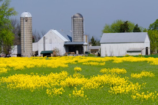 new-holland-mustard-field