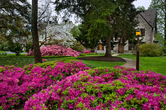 lancaster-azaleas
