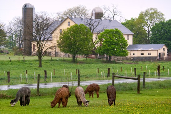 llamas-by-farm