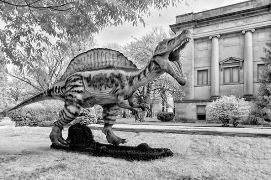 rreading-dinosaur-show