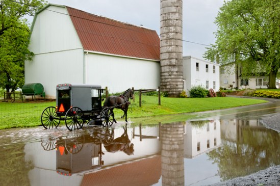 amish-buggy-puddle