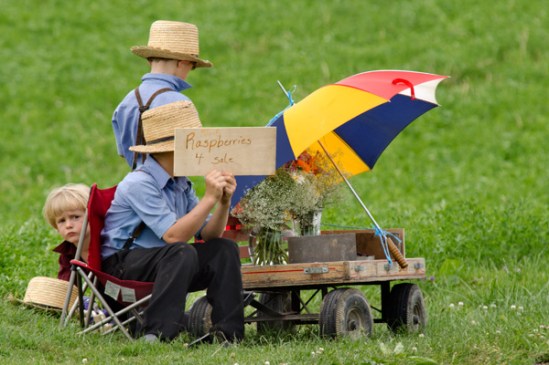 amish-raspberries