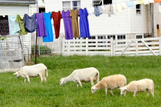 amish-sheep