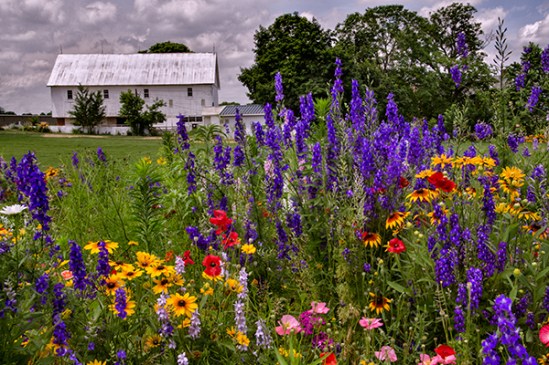 farm-field-flowers