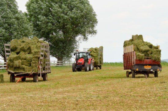 hay-harvesting2