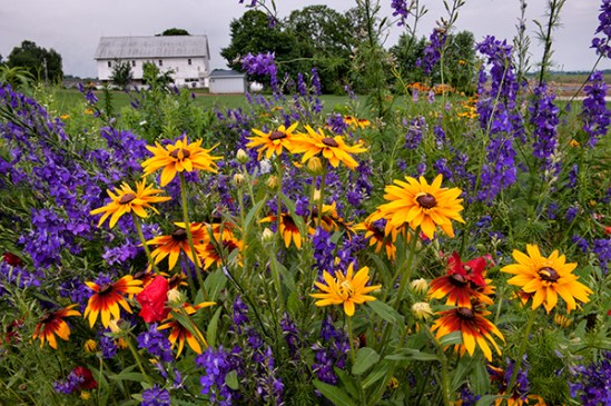 manheim-twp-flowers4