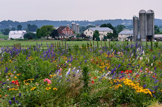 manheim-twp-flowers7