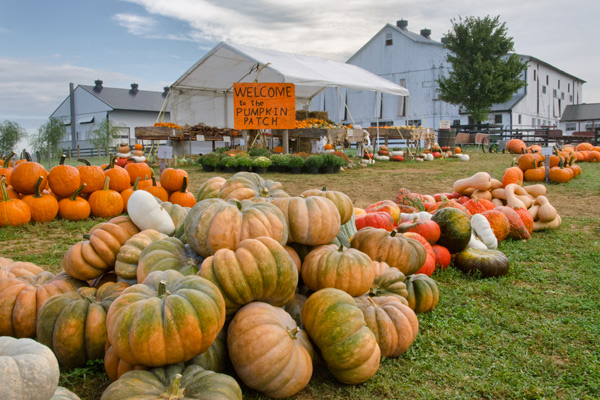 pumpkin-patch-intercourse