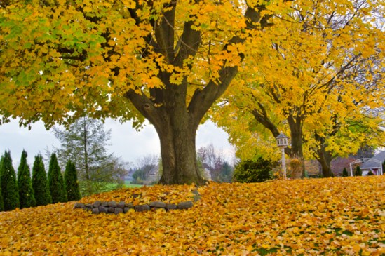 akron-rd-foliage