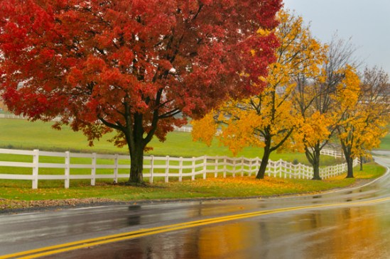 fall-trees-reflected