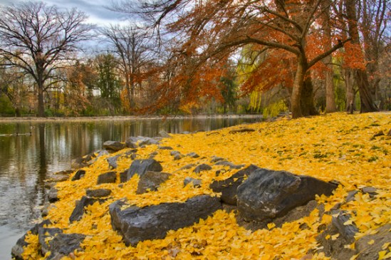 ginko-fall-leaves