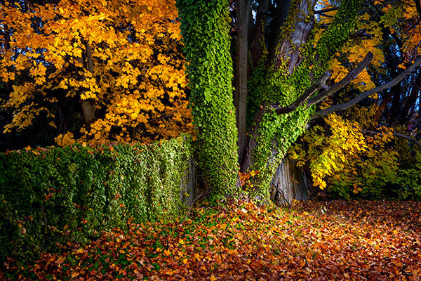 ivy-covered-tree