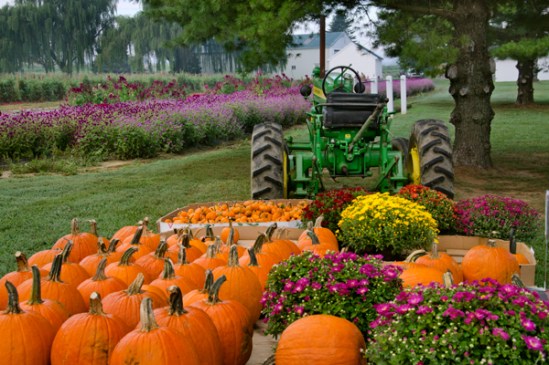 john-deere-pumpkins