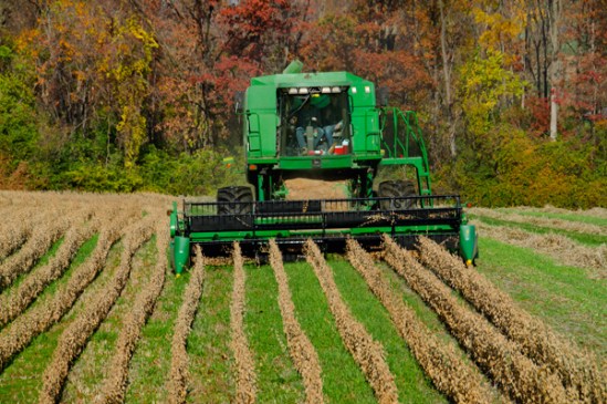 soy-bean-harvest
