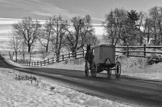 snake-hill-buggy-fence