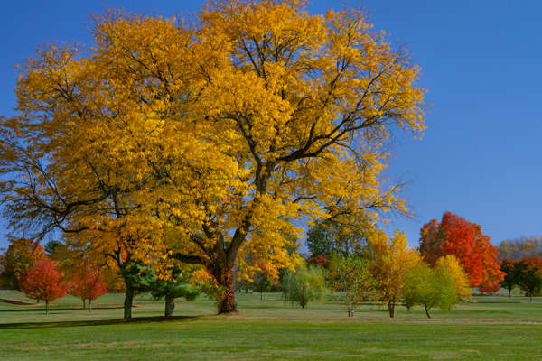 large fall trees